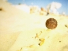 Shells of the sean